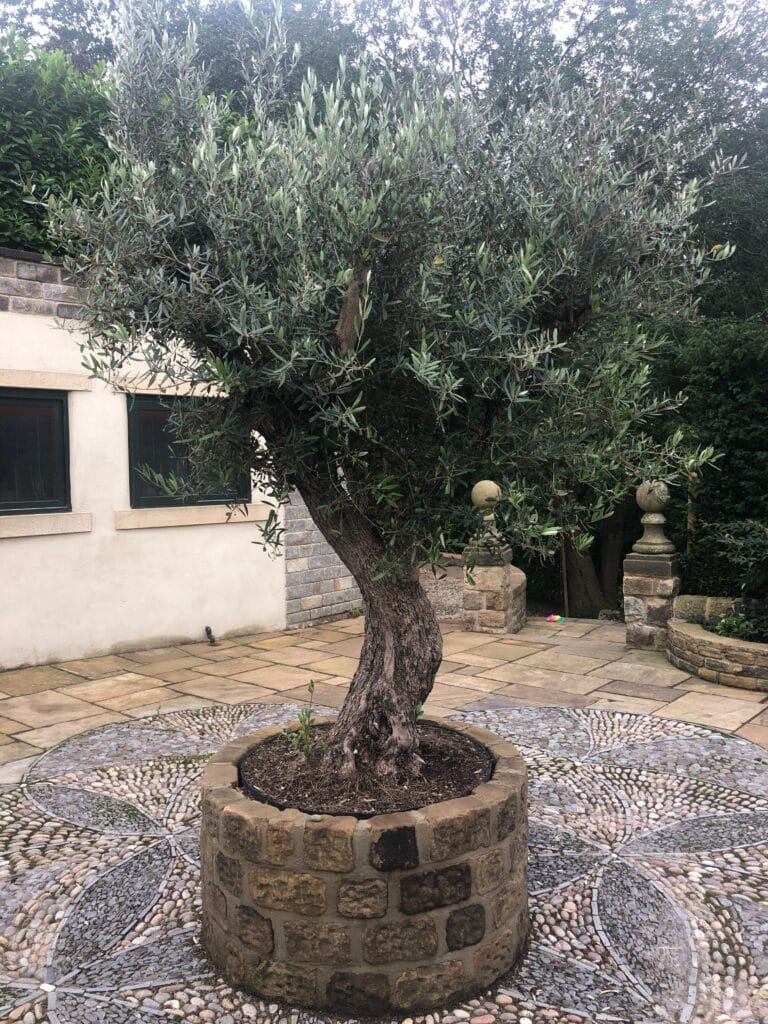 How to bring an olive tree back to life