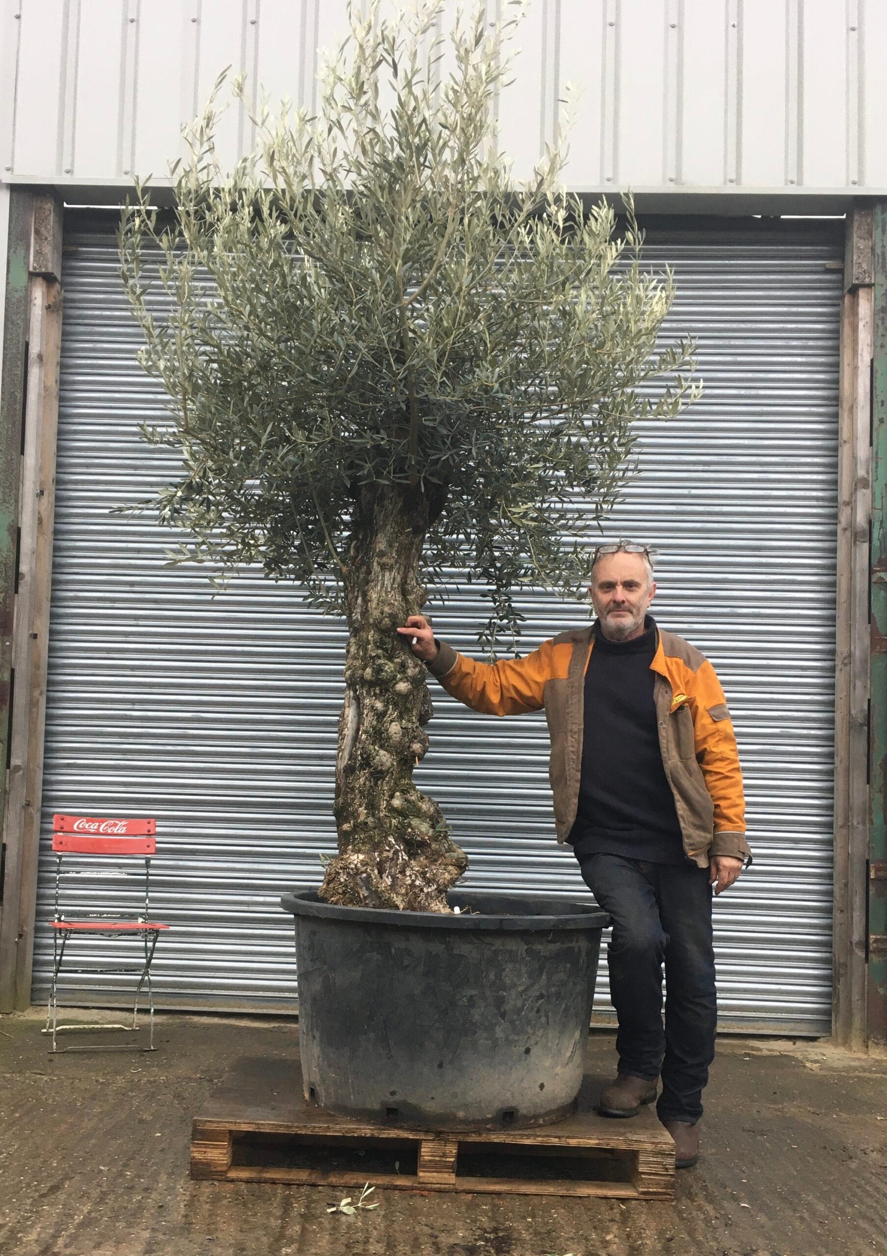 Old Olive tree for sale.