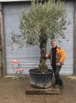 Gnarly Olive Tree