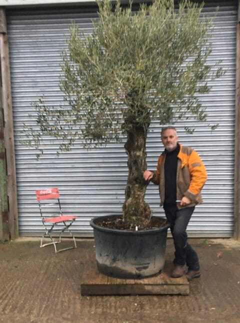 Gnarly Olive Tree