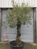 Gnarly Olive Tree