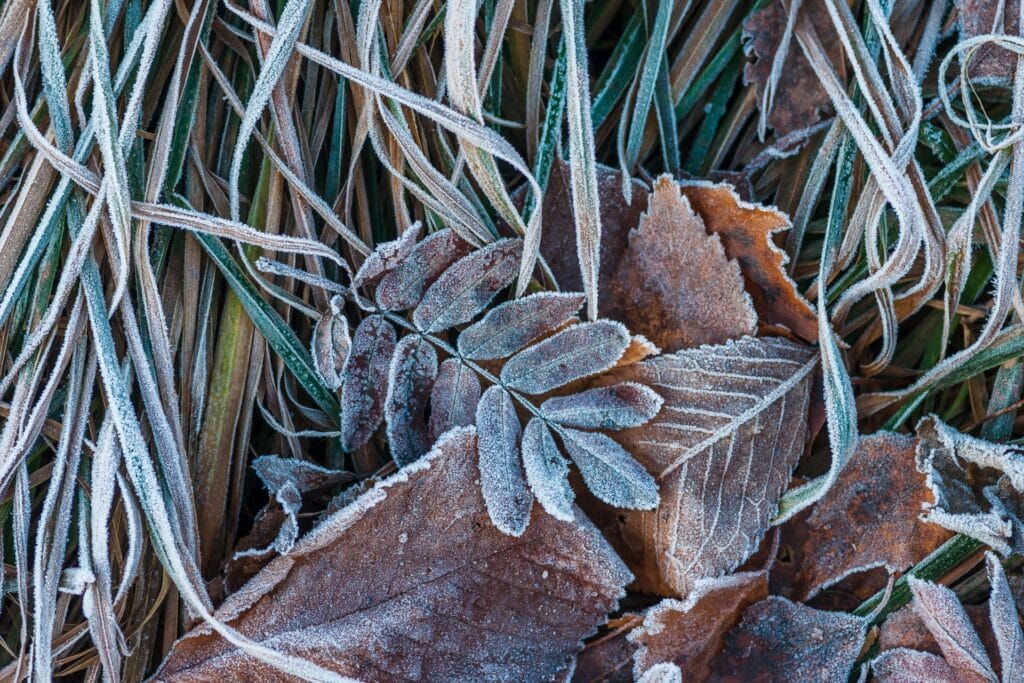 Will snow kill my garden