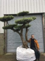 Ancient Cloud Pruned Olive Tree for sale.