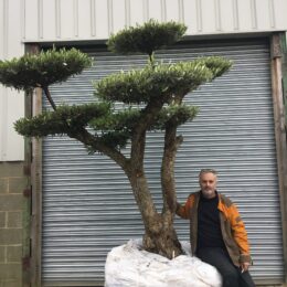 Ancient Cloud Pruned Olive Tree for sale.