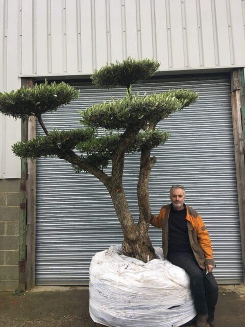 Ancient Cloud Pruned Olive Tree for sale.