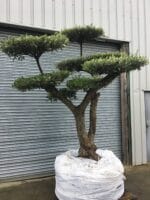 Ancient Cloud Pruned Olive Tree for sale.