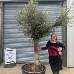 Large olive tree gnarled trunk