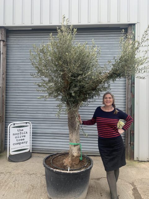 Large olive tree gnarled trunk
