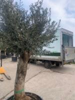 Large olive tree gnarled trunk