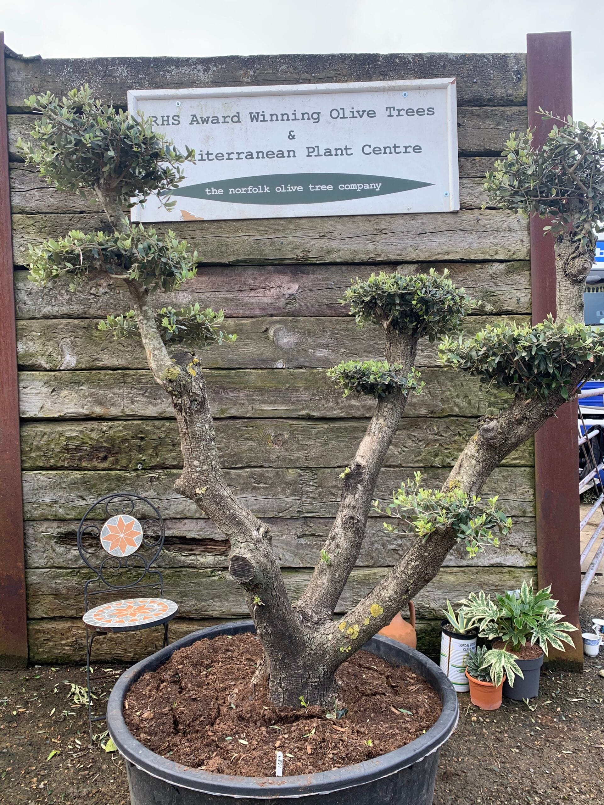 Cloud pruned Olive Tree with gnarled bark for sale. Buy now! Transform