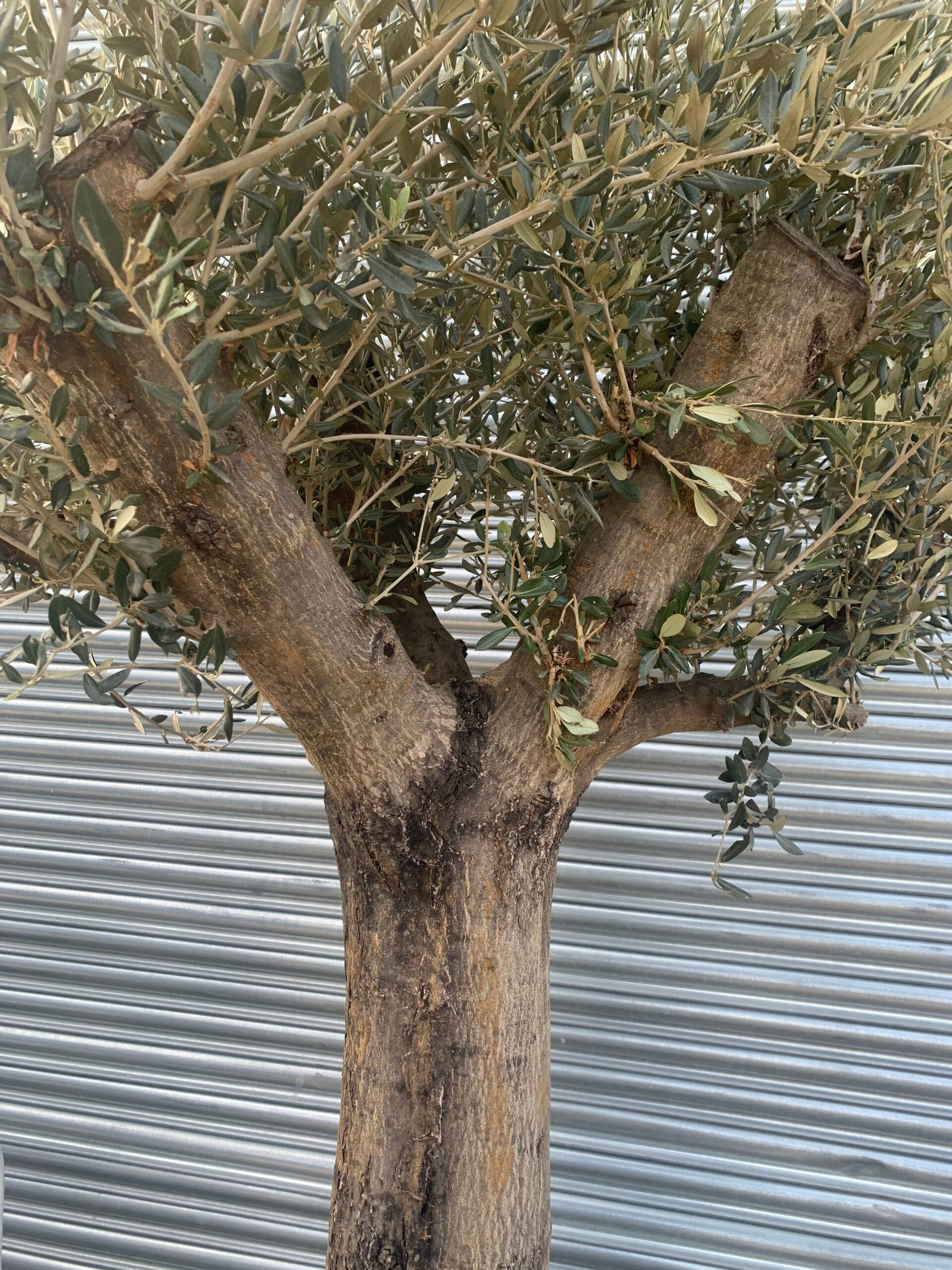 Large olive tree gnarled trunk 1061 The Norfolk Olive Tree Company