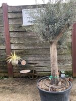 Mature Olive tree