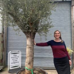 Large olive tree gnarled trunk