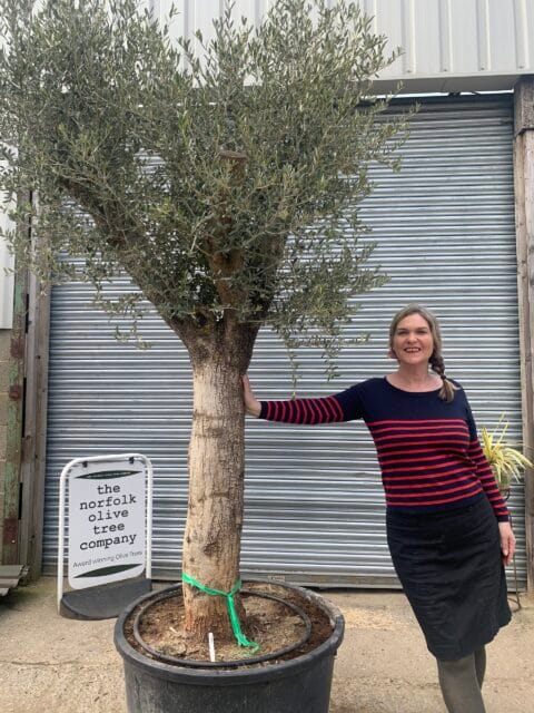Large olive tree gnarled trunk