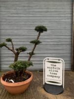 Bonsai cloud tree