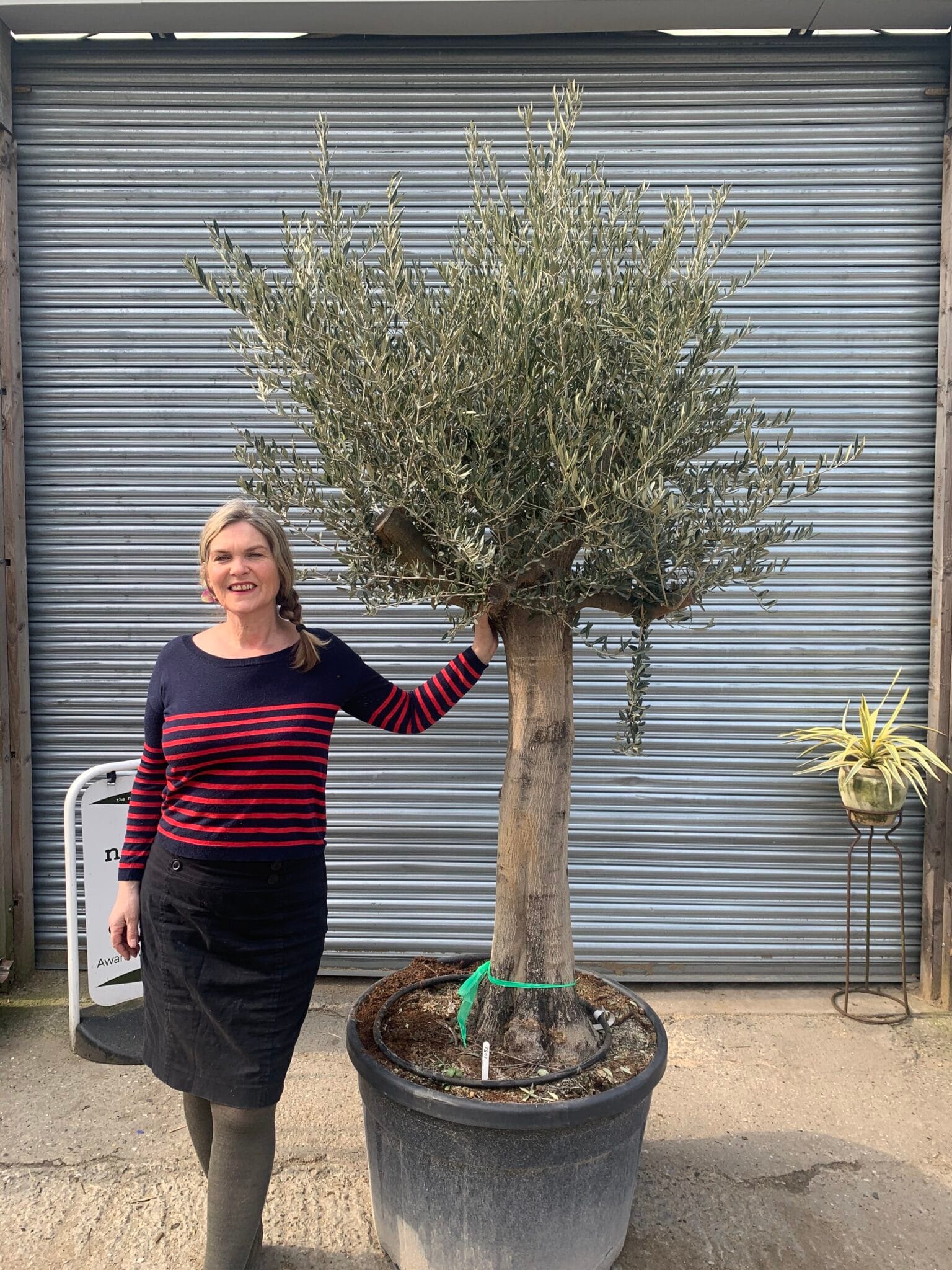 Smooth stem Olive tree 1052 The Norfolk Olive Tree Company