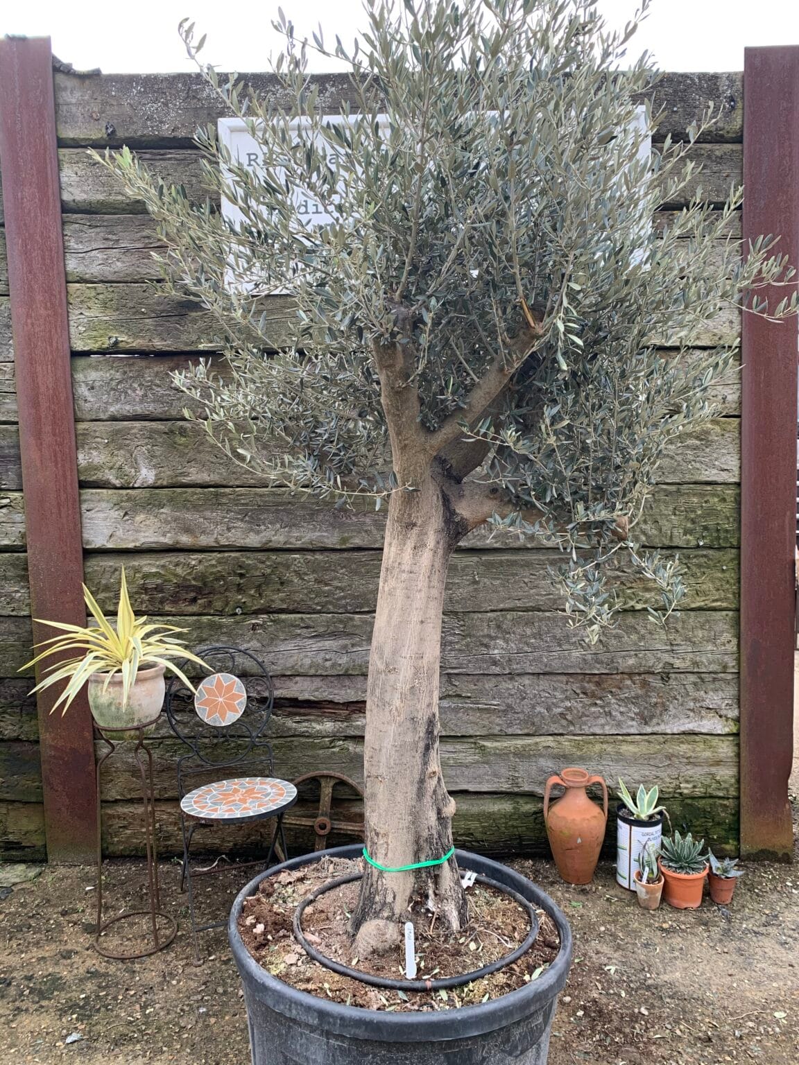 Mature Olive tree 1041 The Norfolk Olive Tree Company