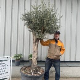 Tall mature Olive tree
