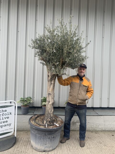 Tall mature Olive tree