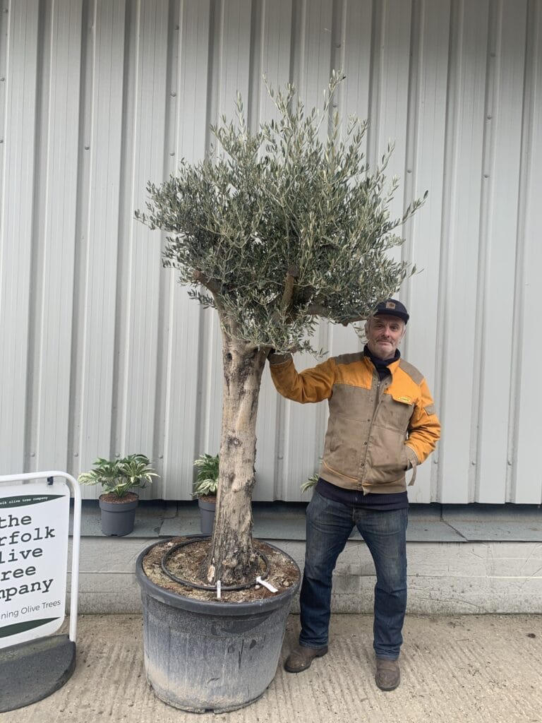 Tall mature Olive tree 1064 The Norfolk Olive Tree Company
