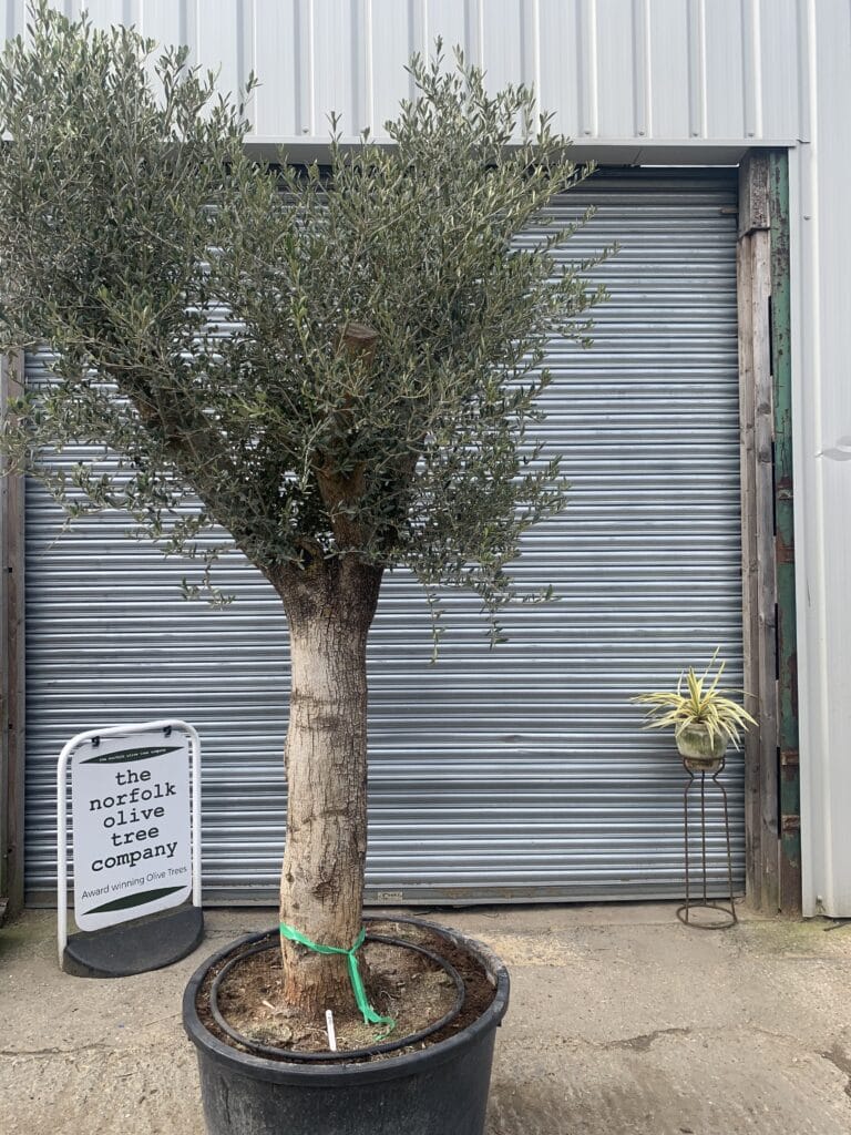 Large olive tree gnarled trunk 1051 The Norfolk Olive Tree Company