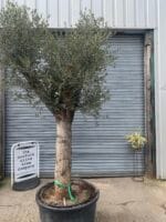 Large olive tree gnarled trunk