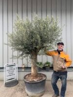 Large olive tree gnarled trunk
