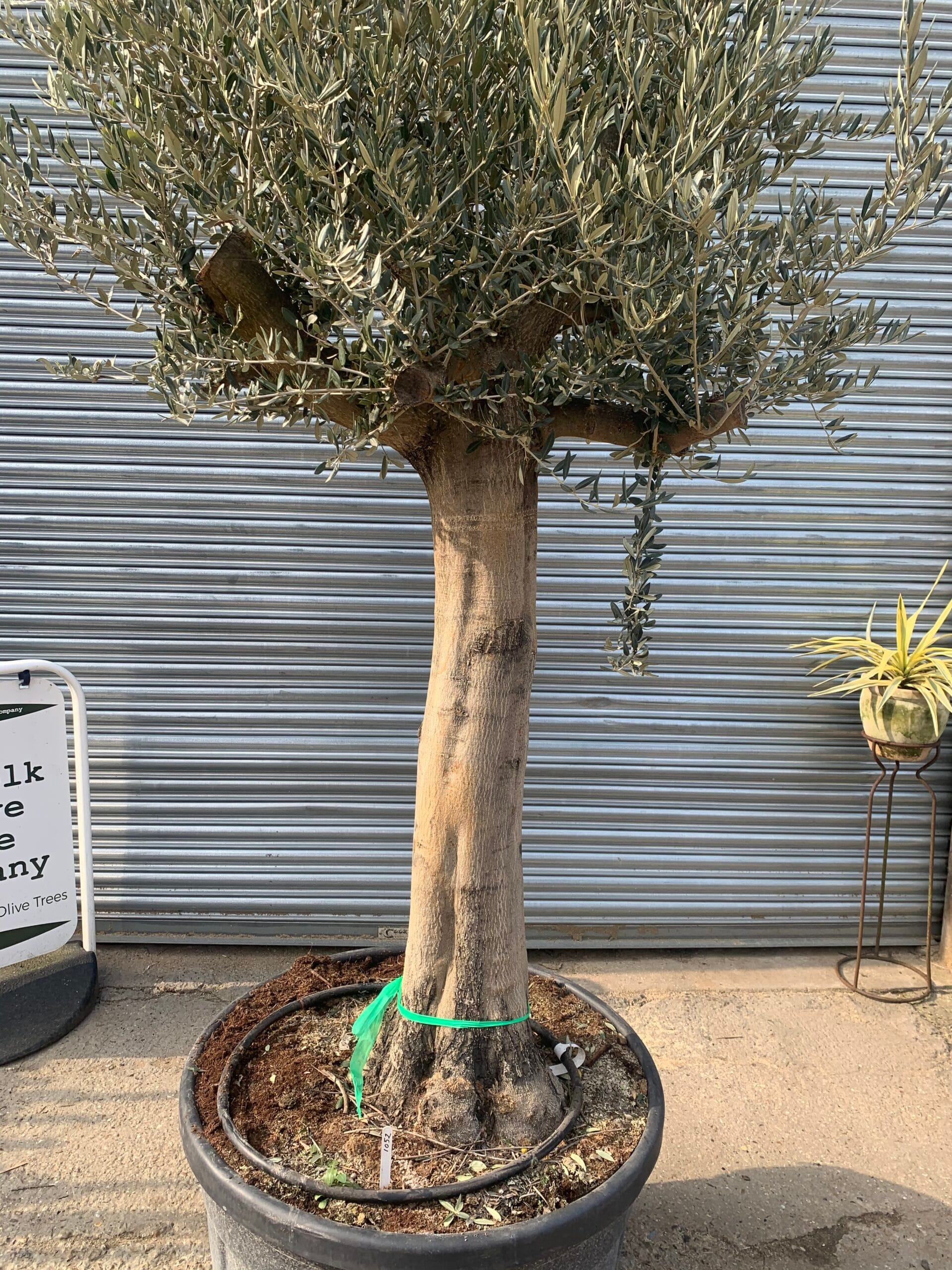 Smooth stem Olive tree 1052 The Norfolk Olive Tree Company