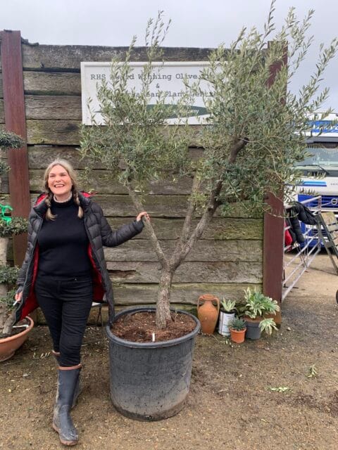 Tuscan form Olive tree
