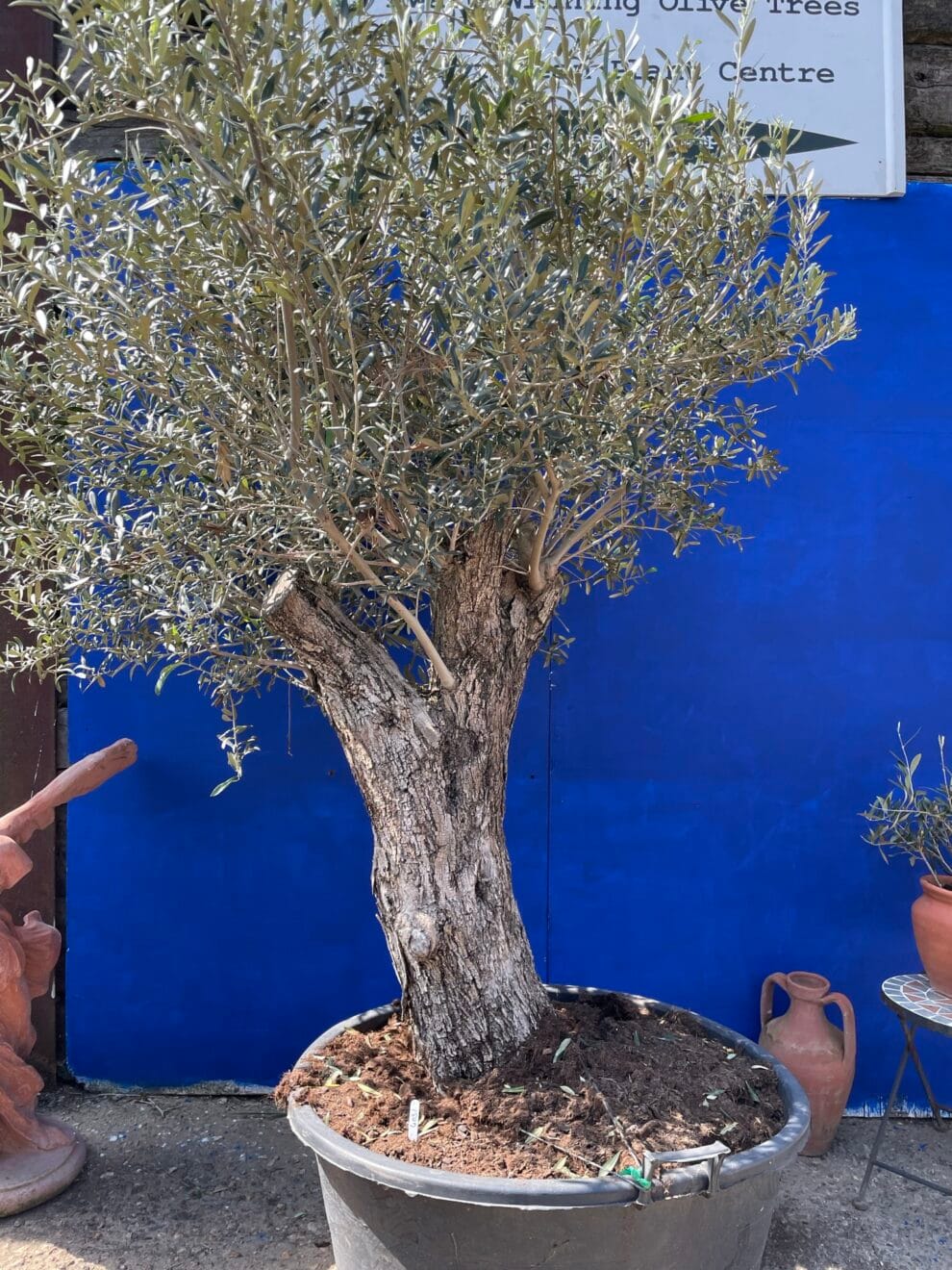 Mature Olive tree 4031A The Norfolk Olive Tree Company