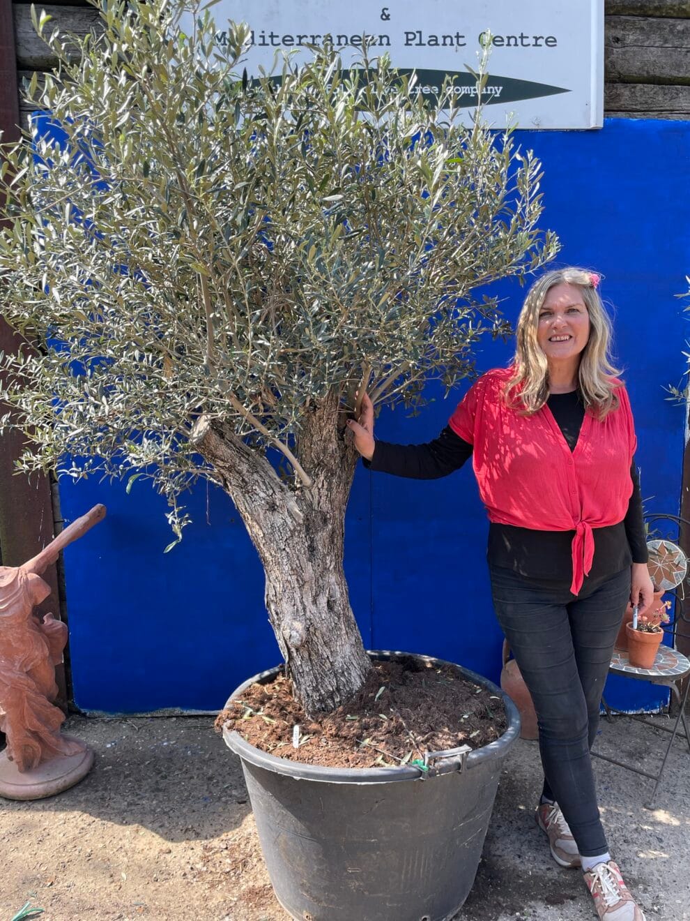 Mature Olive tree 4031A The Norfolk Olive Tree Company