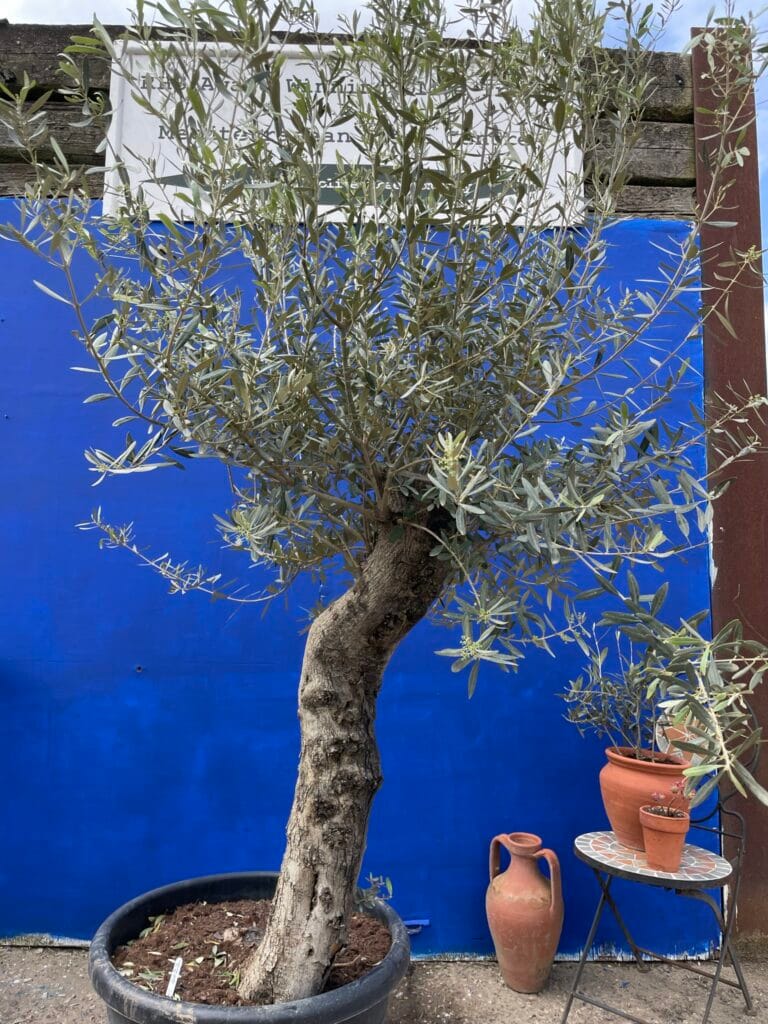 Mature Olive tree 4027 The Norfolk Olive Tree Company