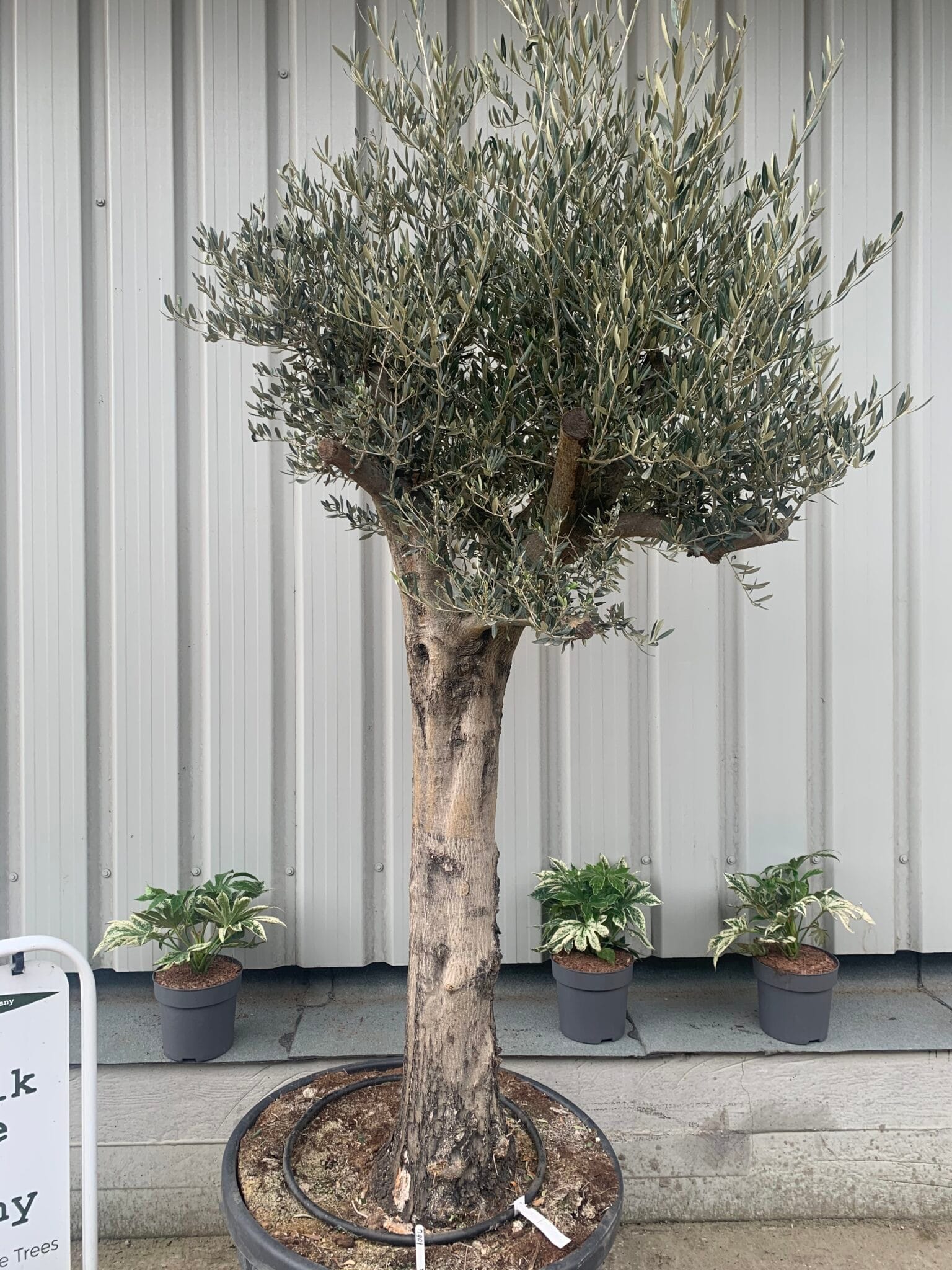 Tall mature Olive tree 1064 The Norfolk Olive Tree Company