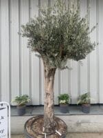 Tall mature Olive tree