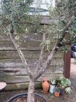 Tuscan form Olive tree