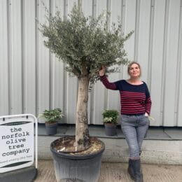 Tall mature Olive tree