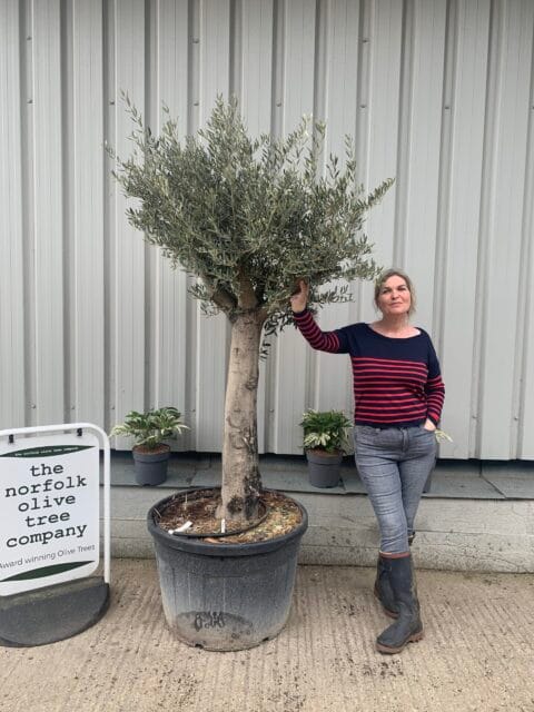Tall mature Olive tree