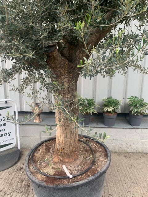 Large olive tree gnarled trunk