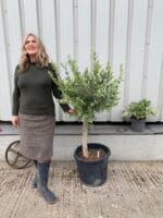 London Olive tree