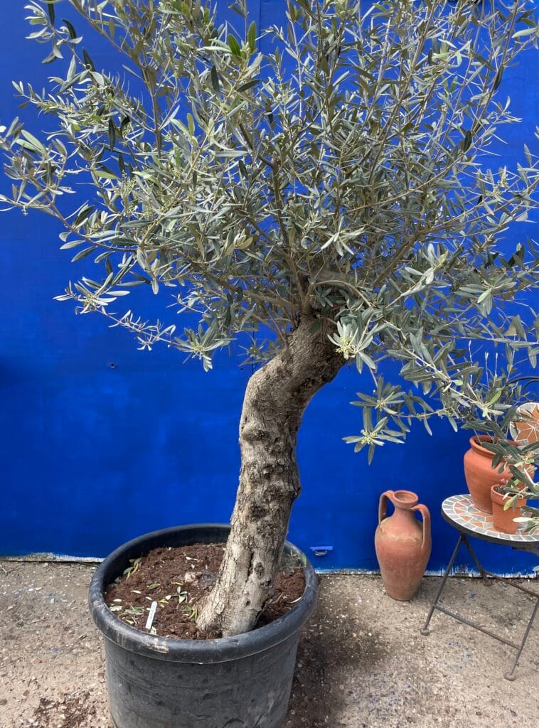 Mature Olive tree 4027 The Norfolk Olive Tree Company