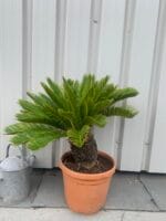Japanese Sago Palm