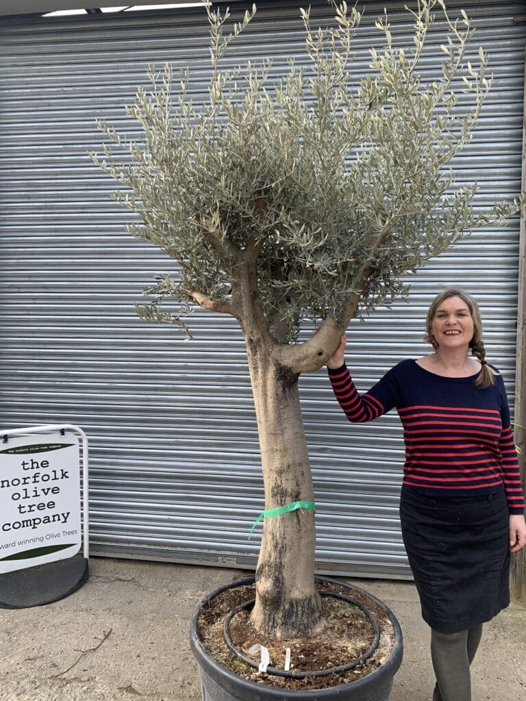 Mature Olive tree 1056 The Norfolk Olive Tree Company