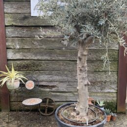 Mature Olive tree