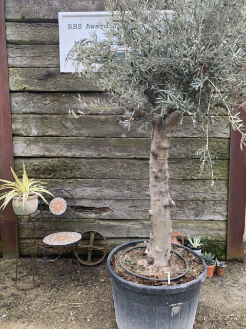 Mature Olive tree