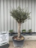 Tall mature Olive tree