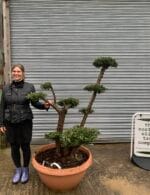 Bonsai cloud tree