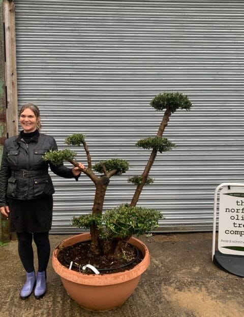 Bonsai cloud tree
