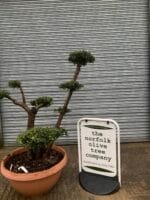 Bonsai cloud tree