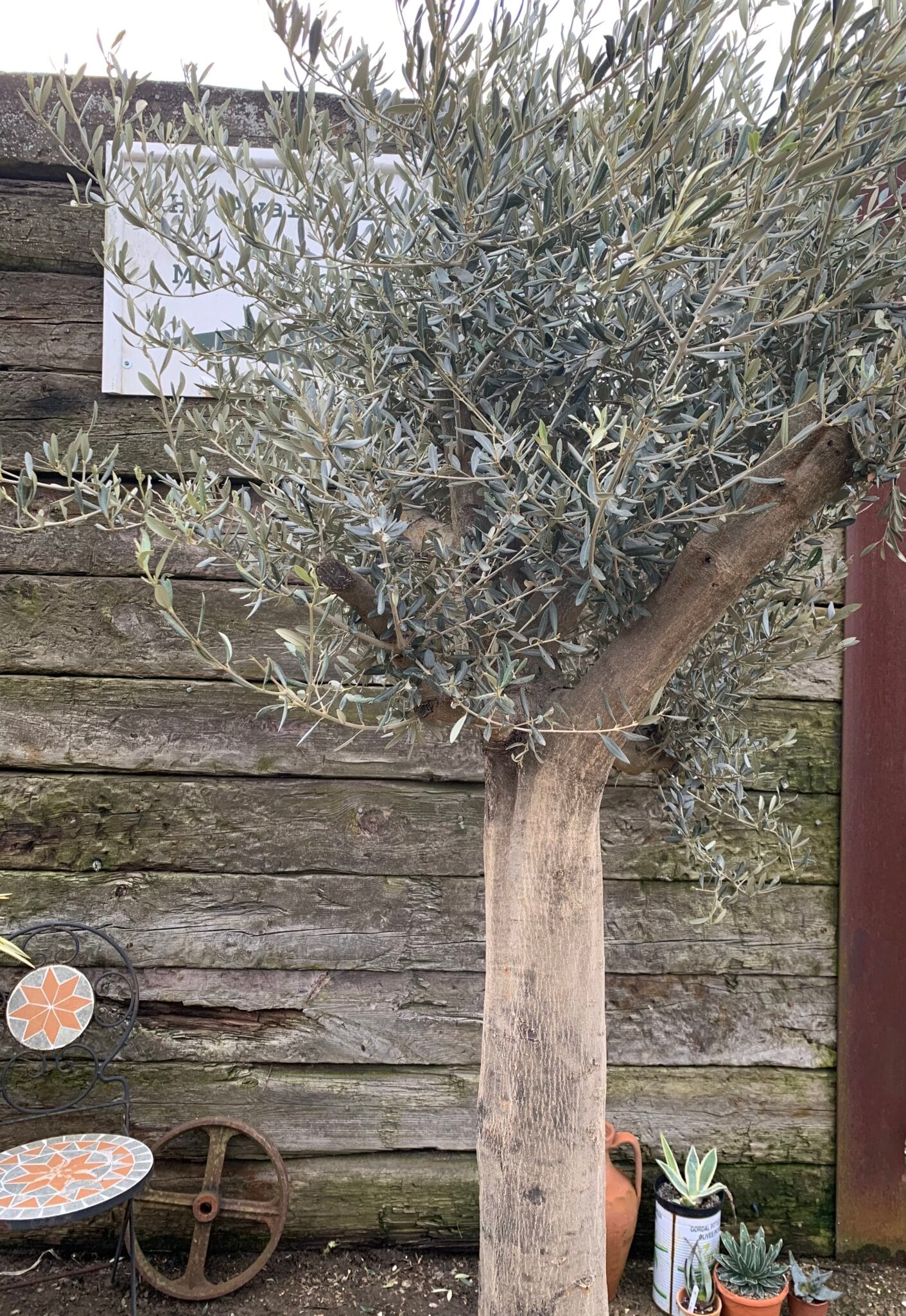 Mature Olive tree 1041 The Norfolk Olive Tree Company