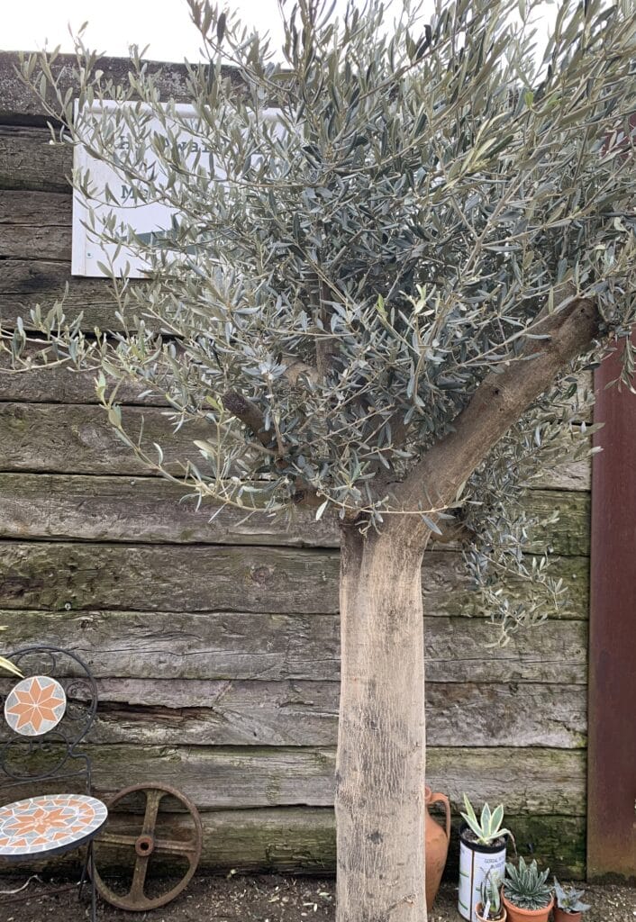 Mature Olive tree 1041 The Norfolk Olive Tree Company
